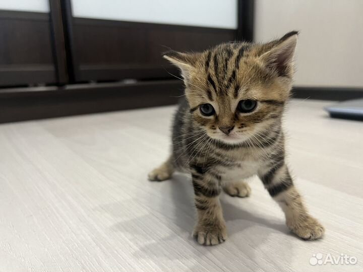 Шотландские котята