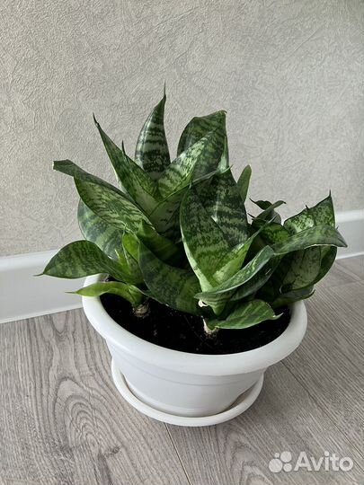 Сансевиерия