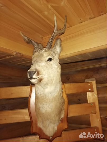 Чучело косули