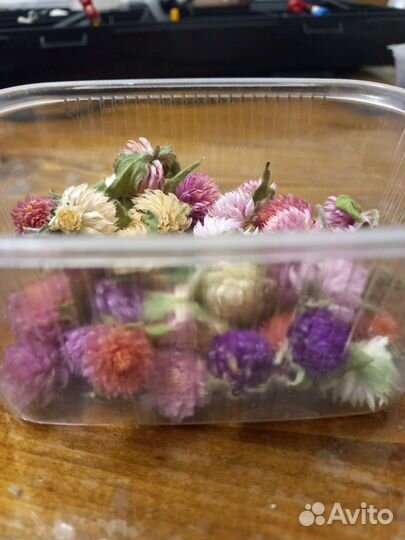 Сухоцветы. Гомфрена