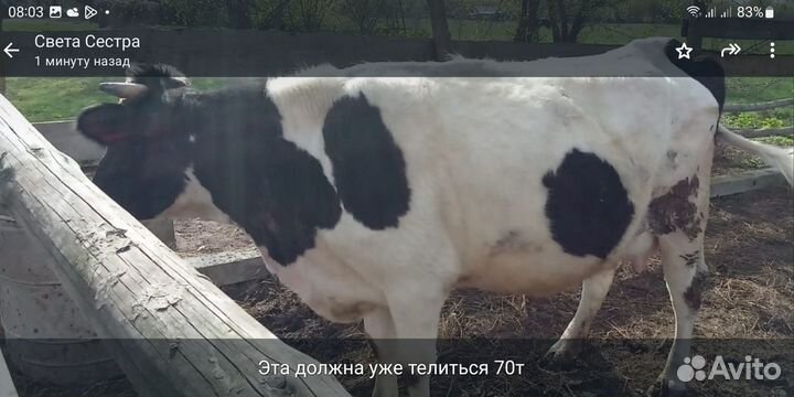 Продаются молодые стельные тёлочки