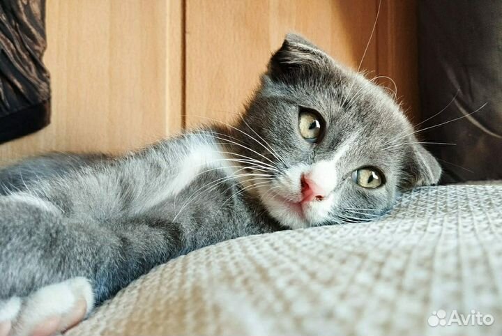 Вислоухий котёнок (девочка)