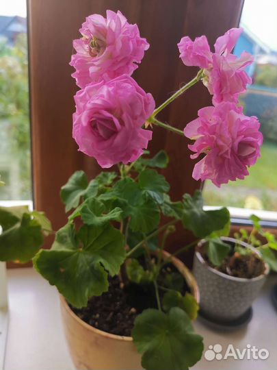 Пеларгония герань сортовая