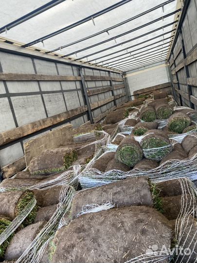 Рулонный газон