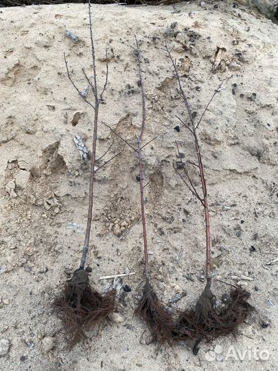 Саженцы яблони