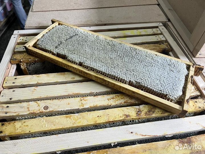 Сотовый мед оптом свежий сбор