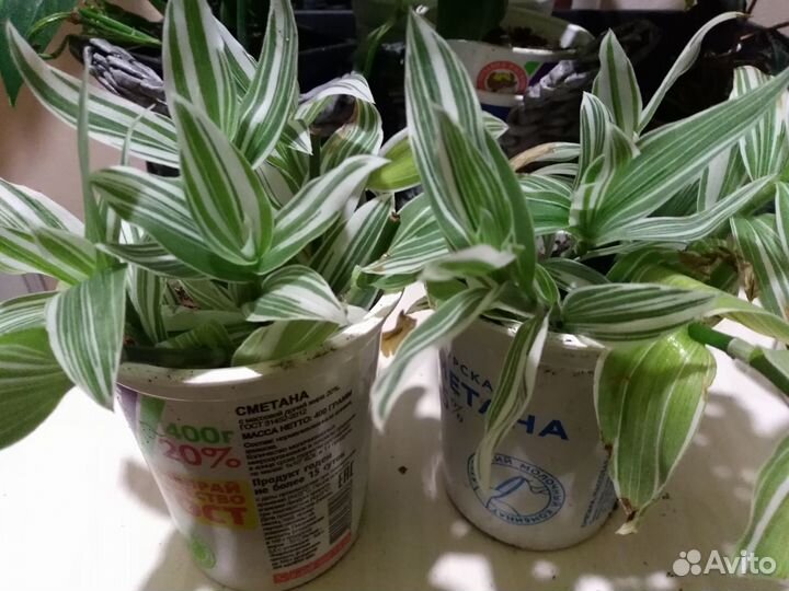 Аихризон, гастерия, пеперомия, толстянка