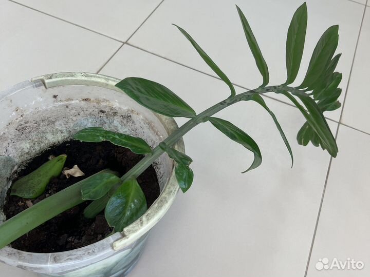 Замиокулькас