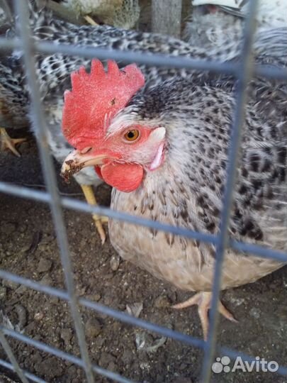 Инкубационное яйцо Барковская барвистая