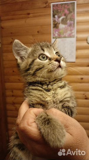 Кошки в добрые руки