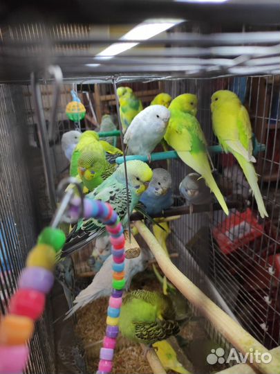 Попугай всех Видов-Ц.Рынок