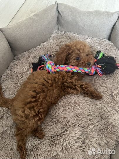 Той-пудель РКФ девочка