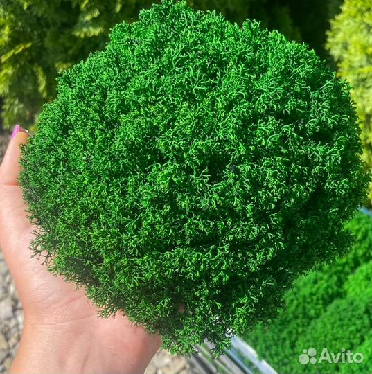 Стабилизированный мох. Мы в Омске