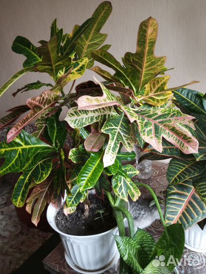 Комнатные цветы