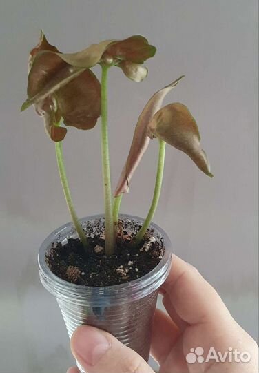 Комнатные цветы