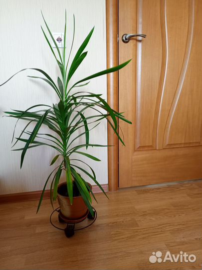 Пальма драцена