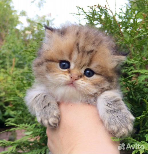 Элитный шотландские котята золотого окраса