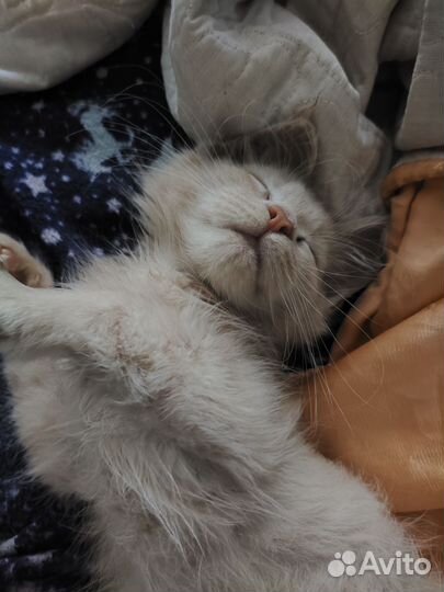 Котёнок Мэйнкун