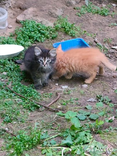 Отдам в хорошие руки котенка