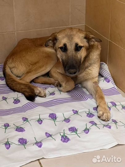 Собака в добрые руки отдам бесплатно