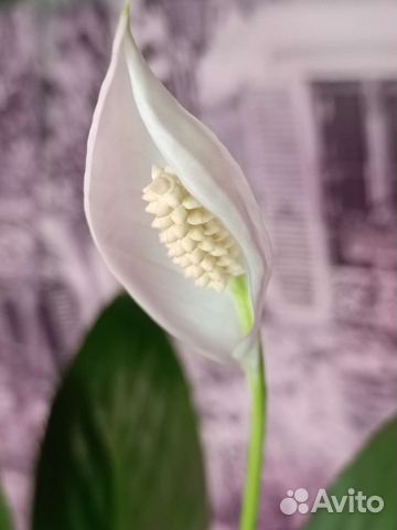 Спатифиллум