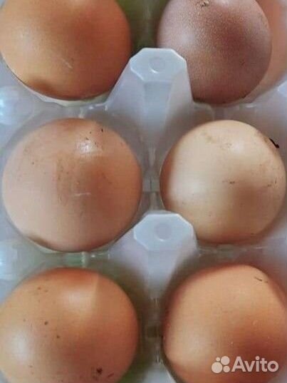 Домашние куриные яйца