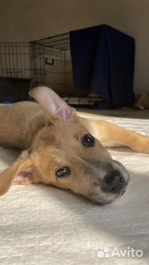 Щенки бесплатно