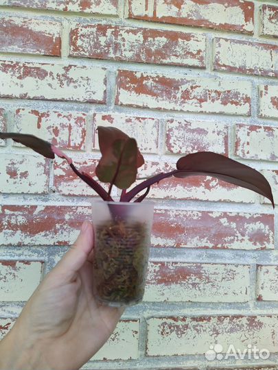 Филодендрон Pink Princess