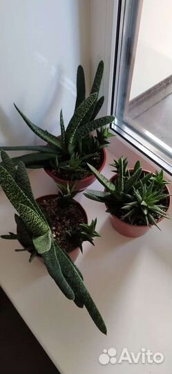 Суккуленты