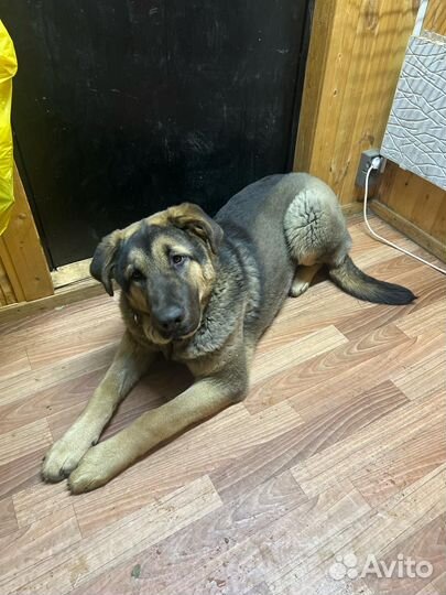 Собака в добрые руки