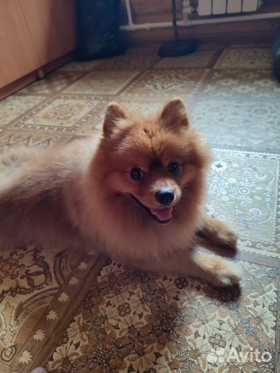 Немецкий шпиц вязка. Мальчик