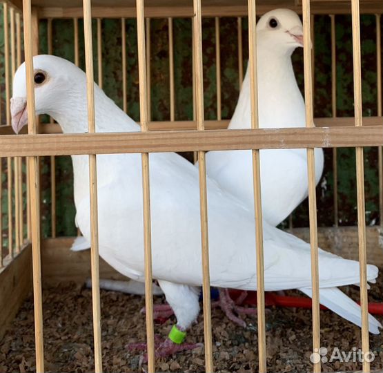 Голубиный помет