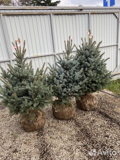 Саженцы хвойные крупномеры