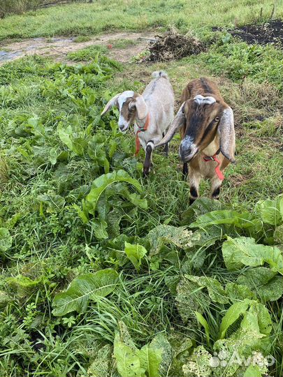 Коза нубийская