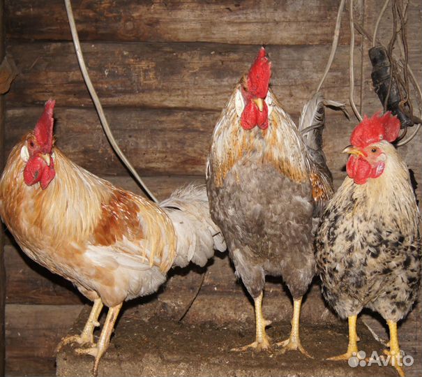 Петух молодой не клевачий, из-под наседки