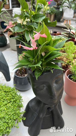 Антуриум Лили. Антуриум белый, красный, розовый