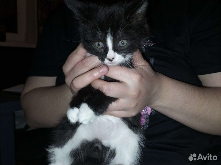 Отдам бесплатно в добрые руки