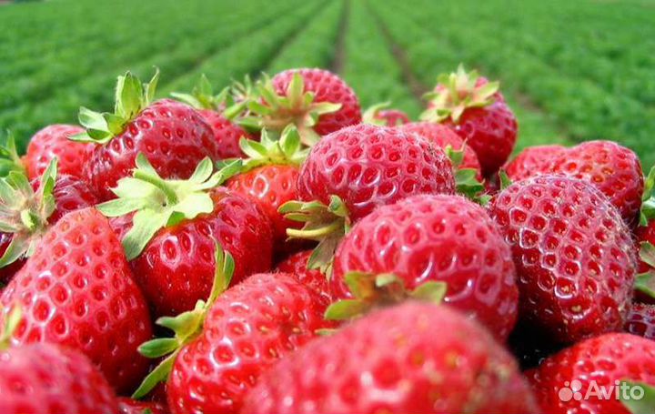 Саженцы крупноплодной клубники