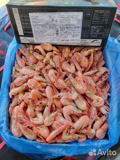 Креветка углохвостая