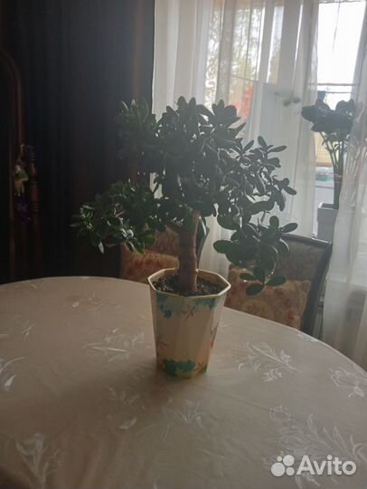 Денежное дерево (толстянка крассула)