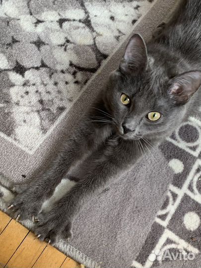 Котята русская голубая бесплатно