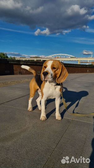 Бигль вязка