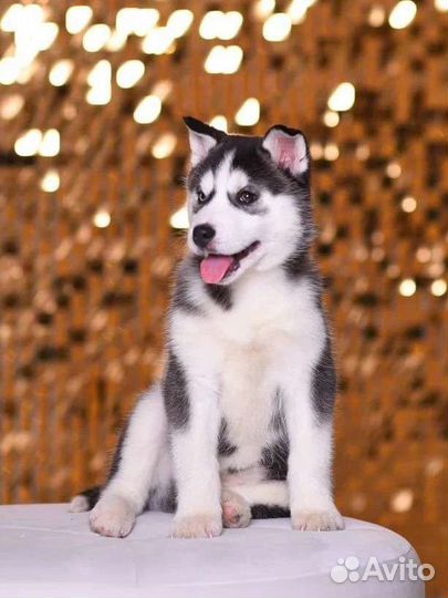 Щенки сибирской Хаски арлекины