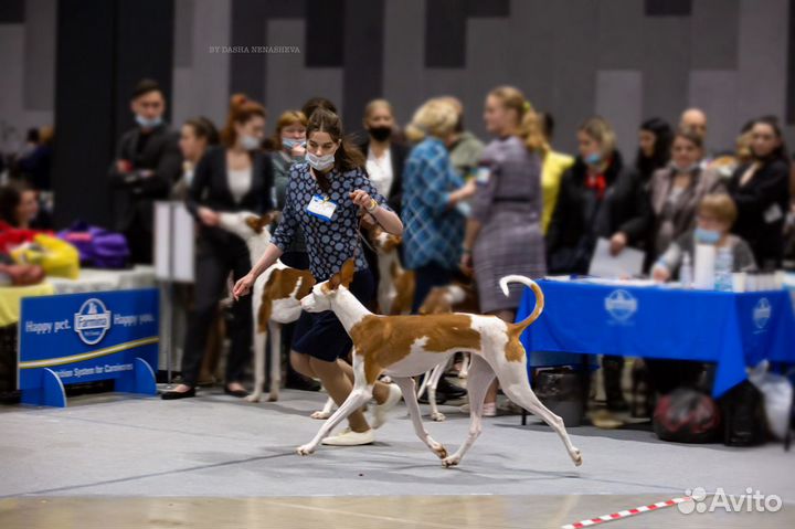 Услуги хендлера (демонстрация собак на выставках)