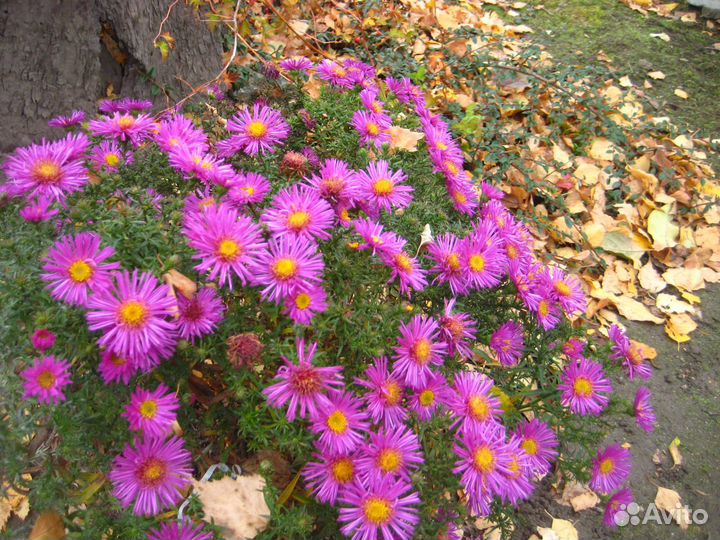 Садовые многолетники