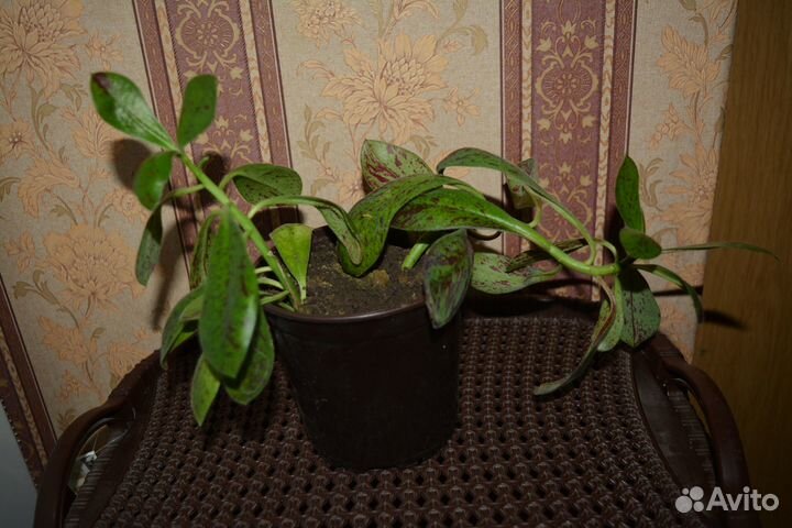 Комнатные цветы - Рео, Хлорофитум, Гемантус