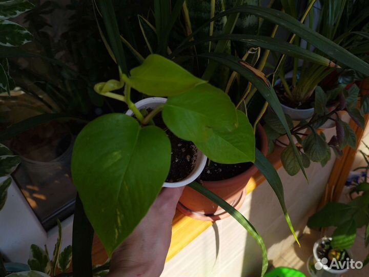 Эпипремиум, сциндапсус Серебристая Энн