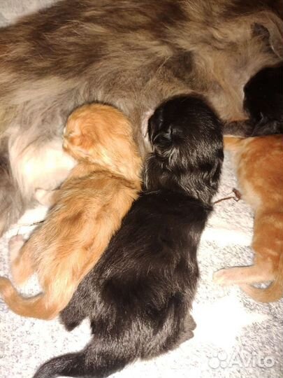 Котята мейн-кун