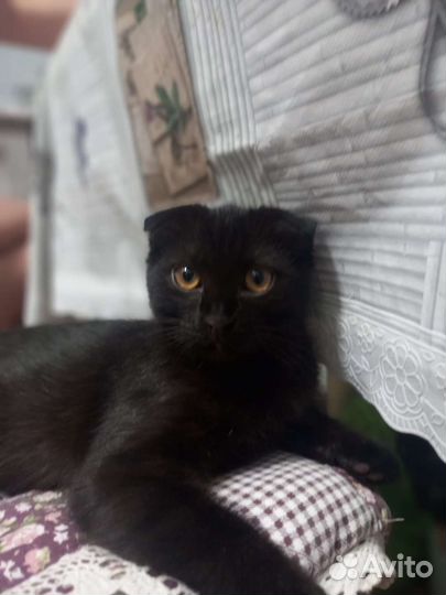 Котята шотландцы