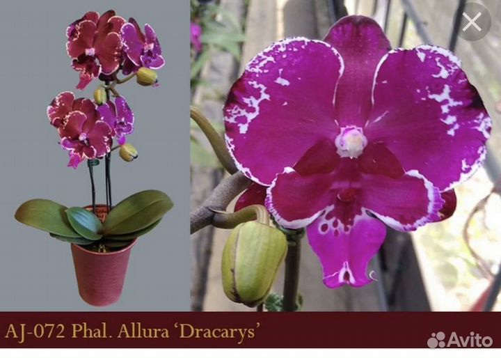 Орхидея фаленопсис